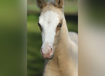 Caballo cuarto de milla, Semental, Potro (04/2024), 150 cm, Palomino, in Dessel,