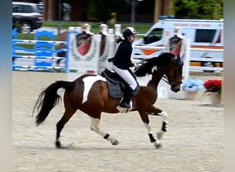 Irish Sport Horse, Wallach, 7 Jahre, in Buccinasco,