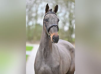 BWP (cheval de sang belge), Hongre, 3 Ans, 171 cm, Bai, in Heerde,