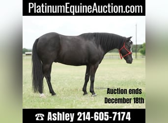 Quarter horse américain, Hongre, 8 Ans, 132 cm, Noir, in Weatherford tx,