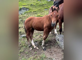 Freiberger Mix, Stallion, Foal (05/2024), Brown, in Guarda,