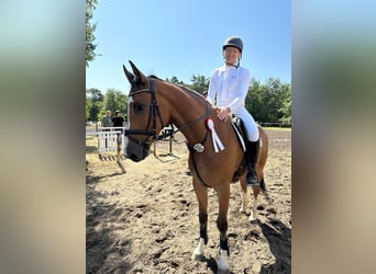 Hannoveraner, Wallach, 7 Jahre, 172 cm, Brauner, in Bargstedt