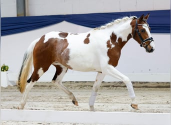 Duitse rijpony, Merrie, 3 Jaar, 138 cm, Gevlekt-paard, in Marsberg
