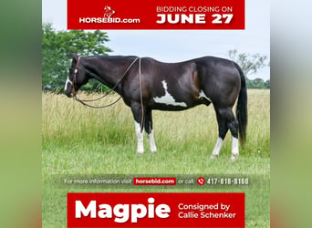 Paint Horse, Hongre, 12 Ans, 157 cm, Noir, in Halfway, MO,