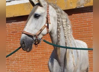 PRE Mix, Gelding, 9 years, 16 hh, Gray, in MADRID,
