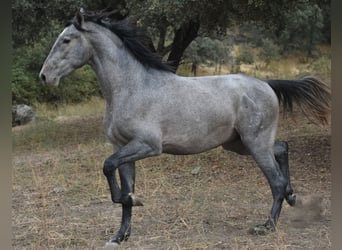 PRE, Hengst, 2 Jahre, 174 cm, Schimmel, in El Real De La Jara