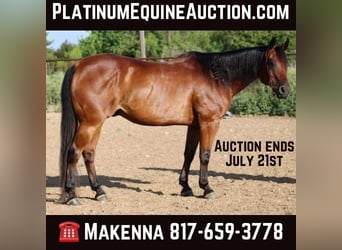 American Quarter Horse, Gelding, 15 years, 15 hh, Bay, in Stephenville TX