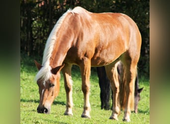 Haflinger, Sto, 21 år, 150 cm, fux, in Waldstetten,