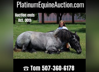 Quarter horse américain, Jument, 6 Ans, 168 cm, Rouan Bleu, in Windom, MN,