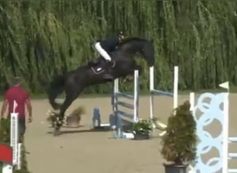 Holsteiner, Stute, 5 Jahre, 175 cm, Rappe, in Bad Schönborn