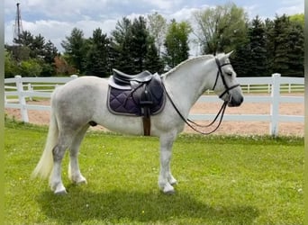 Gypsy Horse, Gelding, 7 years, Gray-Dapple, in Stillwater MN,