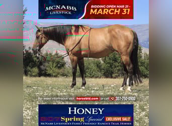 American Quarter Horse, Mare, 7 years, 14.2 hh, Dun, in Cody, WY,
