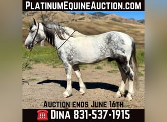 American Quarter Horse, Wallach, 5 Jahre, Schimmel, in Paicines CA,
