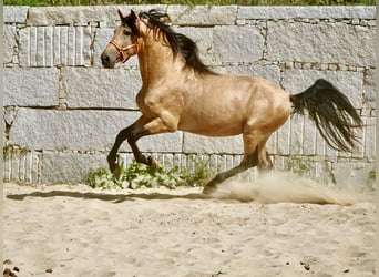 PRE, Stallion, 6 years, 16 hh, Dun, in Ourense,