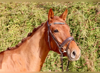 Anglo-europeisk stambok, Sto, 3 år, 165 cm, fux, in Einbeck,