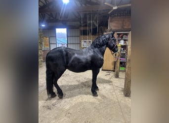 Friesen Mix, Wallach, 7 Jahre, 145 cm, Rappe, in Akron