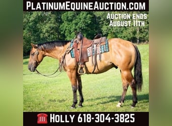 American Quarter Horse, Castrone, 3 Anni, 152 cm, Falbo, in Greenville Ky,