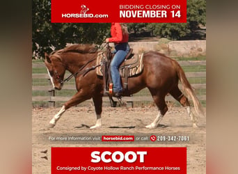 Quarter horse américain, Hongre, 10 Ans, 155 cm, Rouan Rouge, in Waterford, CA,