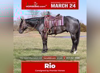 Caballo cuarto de milla, Caballo castrado, 4 años, 155 cm, Ruano azulado, in Buffalo, MO,