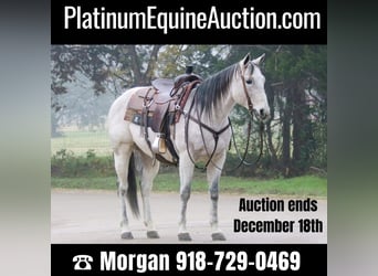 American Quarter Horse, Gelding, 15 years, 14.2 hh, Gray, in Cushing OK,