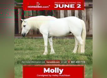 Welsh A (Mountain Pony), Mare, 11 years, 11.2 hh, Gray, in Joshua, TX