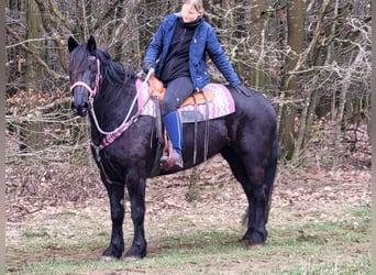 Mérens, Mare, 5 years, 15.1 hh, Black, in Linkenbach,