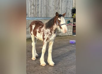 Clydesdale, Merrie, veulen (05/2024), in whitegate,