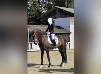 Westfale, Wallach, 4 Jahre, 170 cm, Dunkelbrauner, in Welver