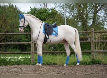 Andalusian Mix, Gelding, 4 years, 16.1 hh, Cremello, in Den Haag,