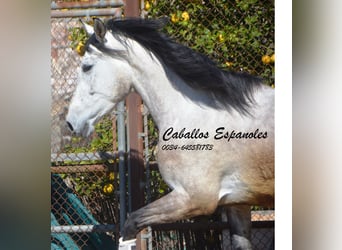 PRE, Stallion, 4 years, 16.1 hh, Gray, in Vejer de la Frontera,