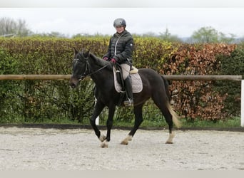 Plus de poneys/petits chevaux, Hongre, 5 Ans, 145 cm, Rouan bleu, in Neustadt (Wied),