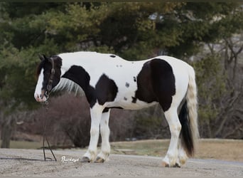 Tinker Mix, Wallach, 5 Jahre, 152 cm, Tobiano-alle-Farben, in Millersburg,