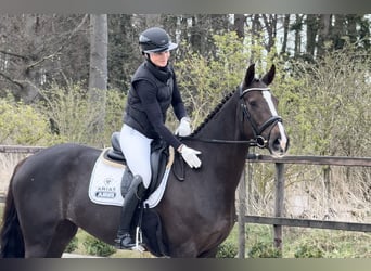 Oldenburg, Giumenta, 7 Anni, 169 cm, Sauro scuro, in Sassenberg