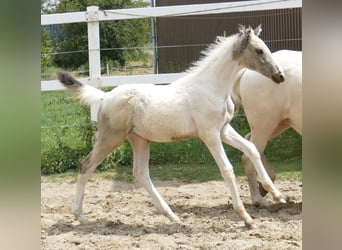 Plus de chevaux à sang chaud, Jument, 1 Année, 170 cm, Pinto, in Borgentreich,
