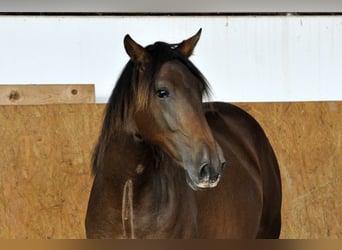 PRE, Stallion, 2 years, 16 hh, Brown, in Waldhölzbach,