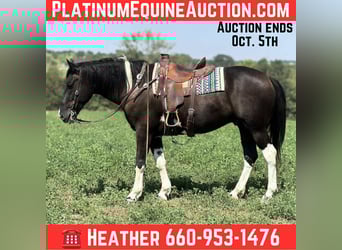 Quarter horse américain, Hongre, 6 Ans, Tobiano-toutes couleurs, in Princeton MO