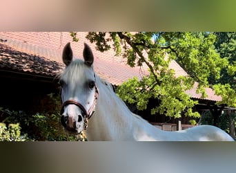 Holstein, Mare, 12 years, 16.1 hh, Gray, in Celle,