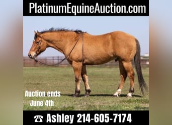 American Quarter Horse, Wallach, 13 Jahre, 160 cm, Buckskin, in Weatherford TX,