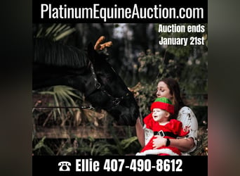Friesian horses, Gelding, 5 years, Black, in Oviedo FL,