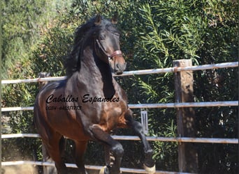 PRE, Stallion, 4 years, 16 hh, Smoky-Black, in Vejer de la Frontera,
