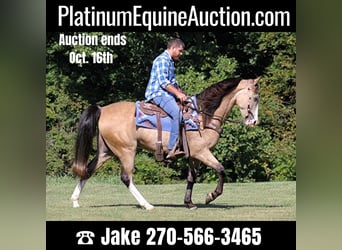 Tennessee walking horse, Hongre, 10 Ans, 152 cm, Buckskin, in Jamestown, KY,