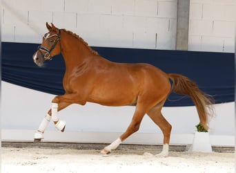 Duitse rijpony, Ruin, 3 Jaar, 145 cm, Vos, in Marsberg