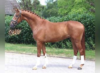 Hannover, Castrone, 4 Anni, 168 cm, Sauro, in Selsingen