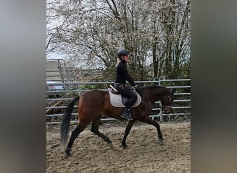 Andalusian Mix, Gelding, 10 years, 15.1 hh, Brown, in Bad Camberg,