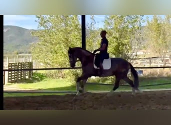 PRE Mix, Stallion, 3 years, 16,1 hh, Gray, in Galaroza,