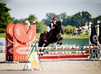 Poney de selle polonais, Jument, 8 Ans, 140 cm, Noir, in Opole