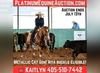American Quarter Horse, Wallach, 12 Jahre, 147 cm, Dunkelfuchs, in Elk City OK