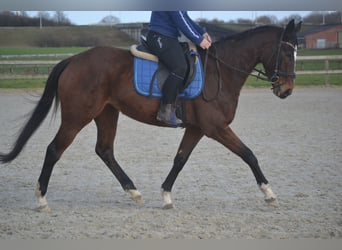 Andere Rassen, Merrie, 7 Jaar, 158 cm, Bruin, in Breda