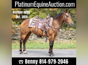 American Quarter Horse, Wałach, 11 lat, 137 cm, Gniada, in Everett, PA,