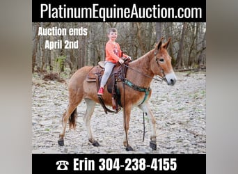 American Quarter Horse, Gelding, 10 years, Dun, in Hillsboror KY,